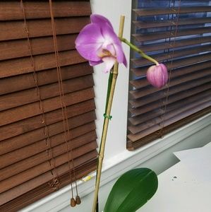 Meet your Posher, Laxmi